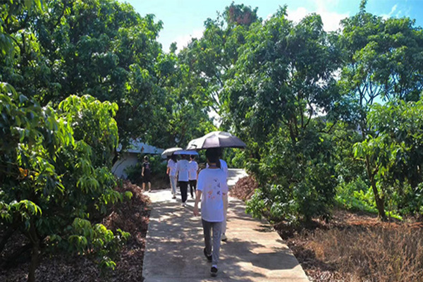“心跡之旅”社會實(shí)踐隊(duì)在茂名高州根子鎮(zhèn)開展荔枝文化